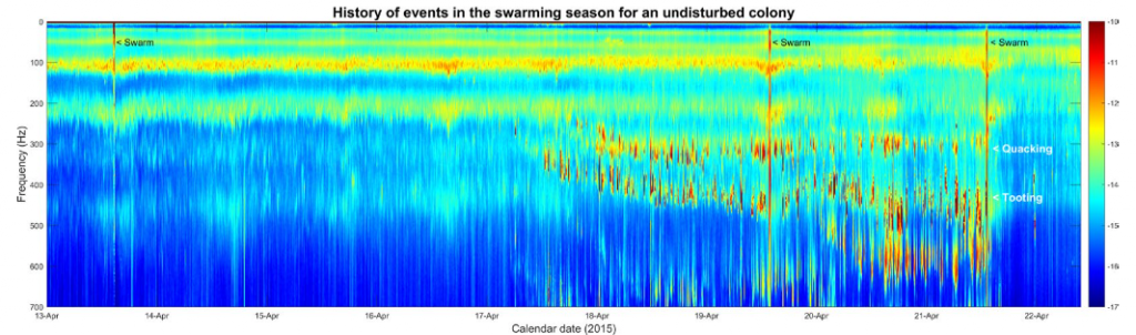 Visual history of events in the swarming season for an undisturbed colony.