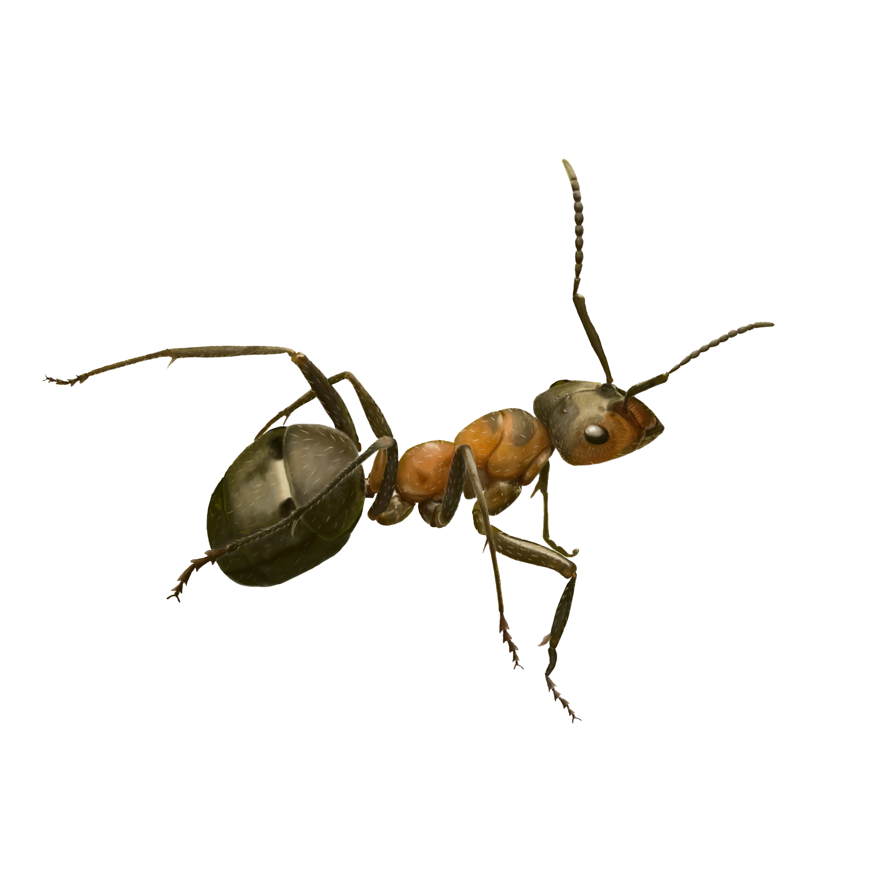 Wood Ants a talk by Jacob Podesta The Central Association of Bee